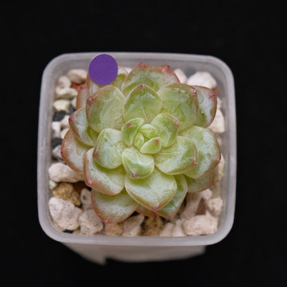 Echeveria Tiamo Korean Succulent Plant