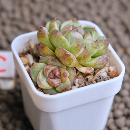 Echeveria Obsidian (seed grown) Imported Succulent Plant - C