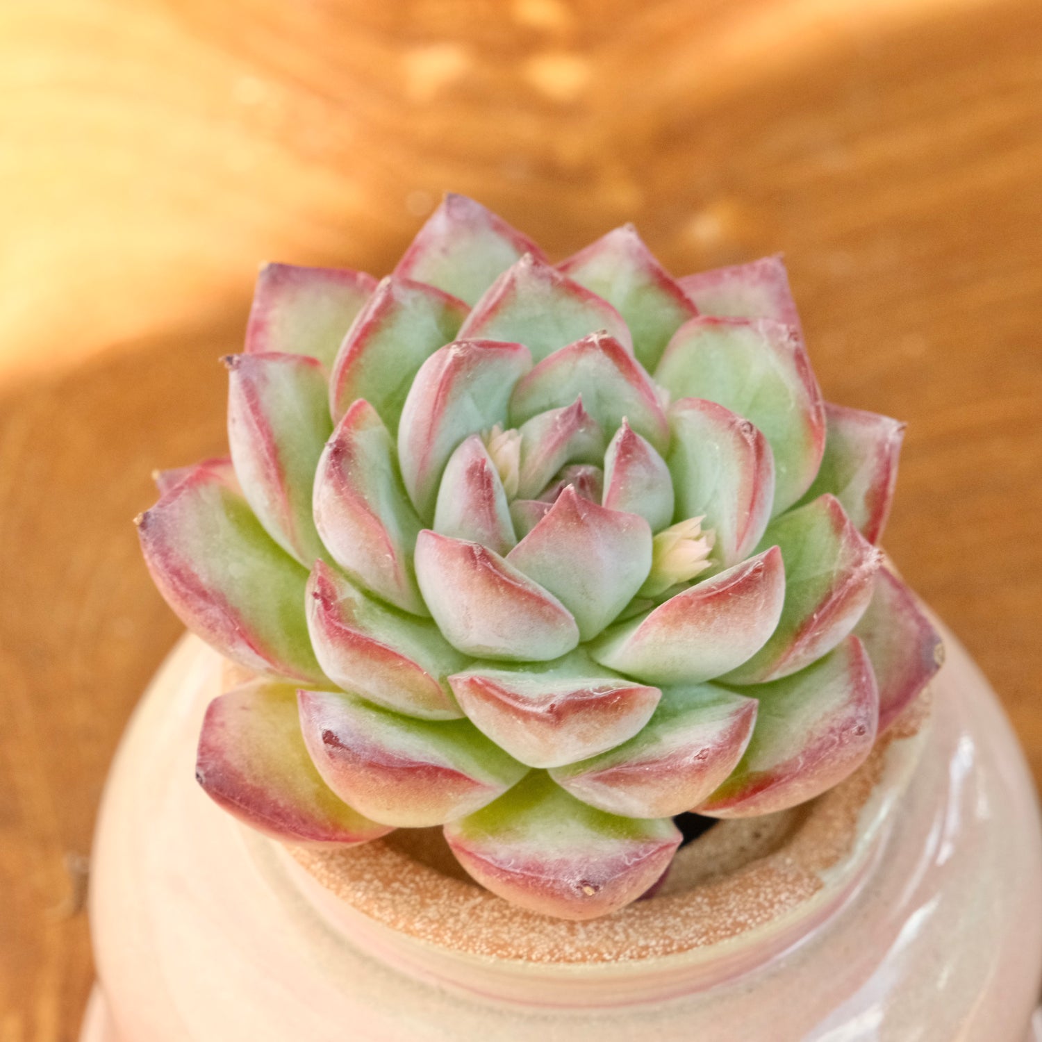 Echeveria LinLin Korean Succulent Plant Mam and Sister hybrid