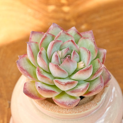 Echeveria LinLin Korean Succulent Plant Mam and Sister hybrid