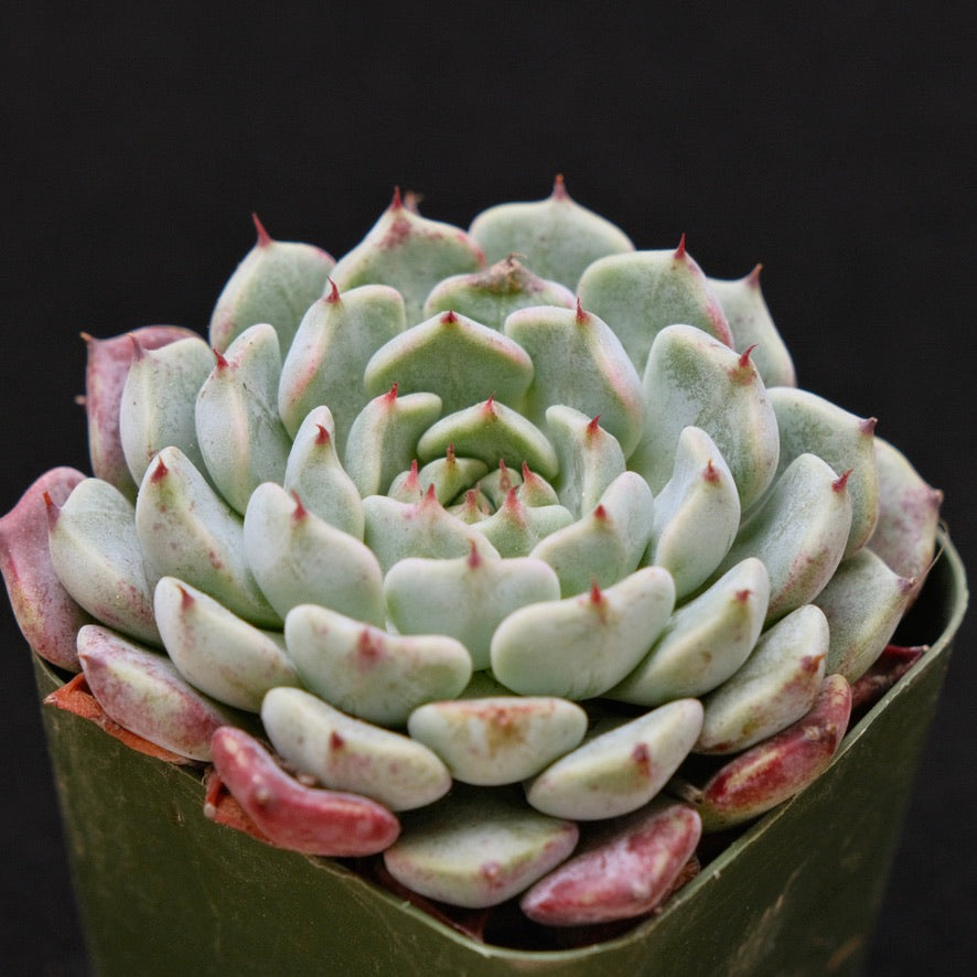 Echeveria Sarahime Korean Succulent Plant