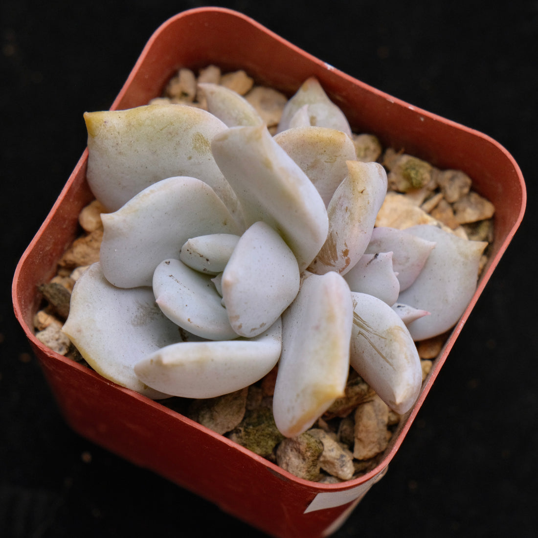 Echeveria laui hybrid Korean Succulent Plant