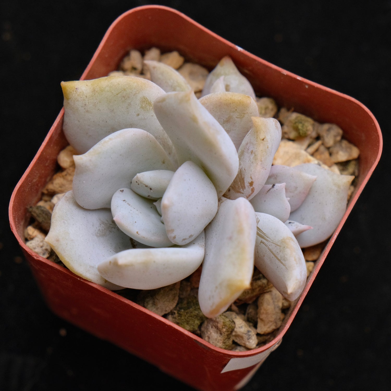 Echeveria laui hybrid Korean Succulent Plant