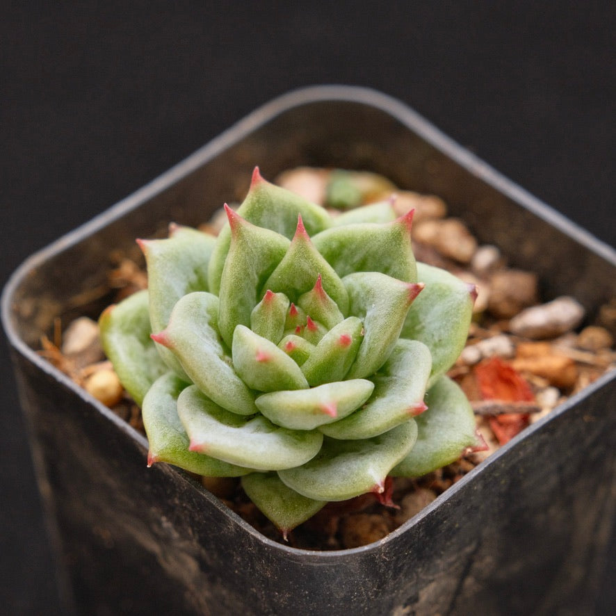 Echeveria Wrinkle Maria Korean Succulent Plant (small)