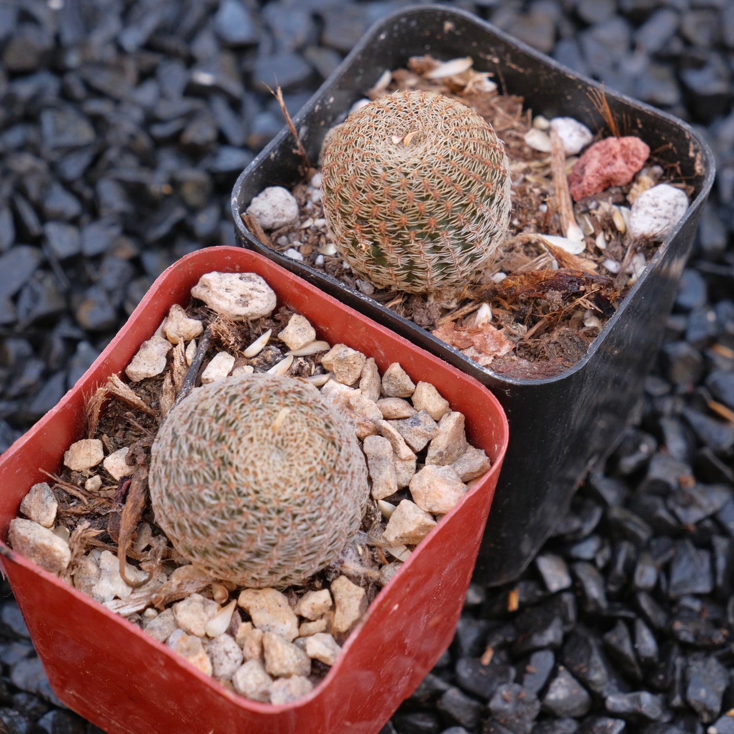 Rebutia Heliosa Locally Grown Succulent Plant
