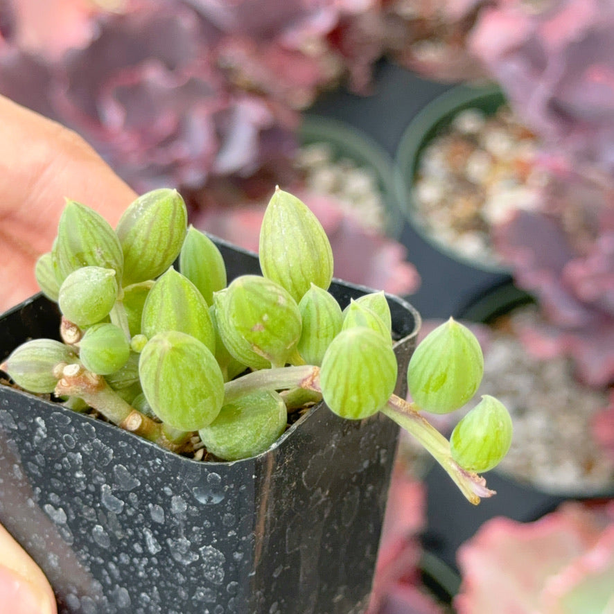 Senecio String of Watermelons Succulent Plant