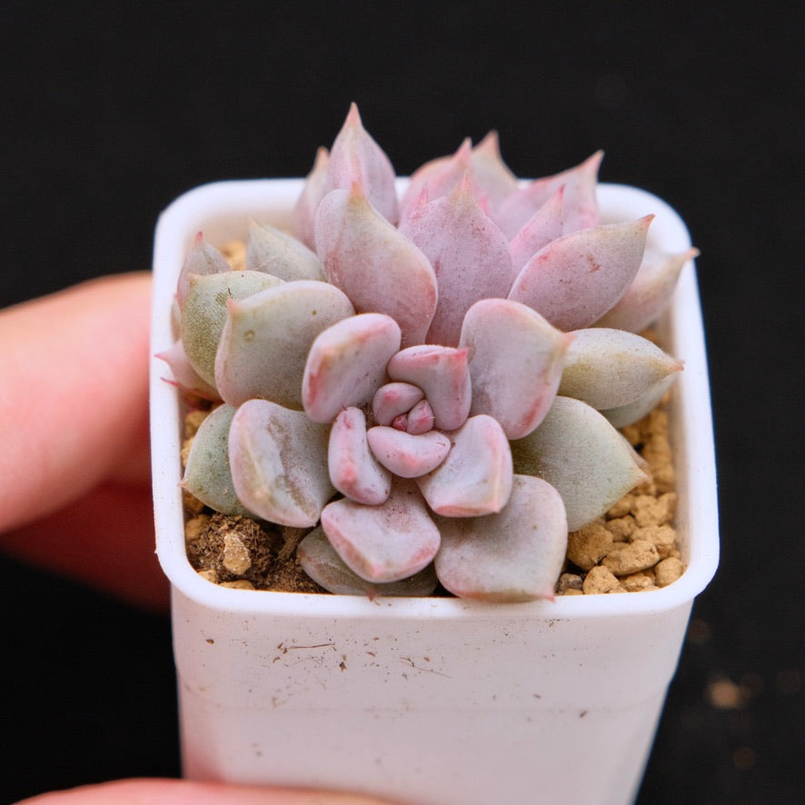 Echeveria Pastel Leon Korean Succulent Plant