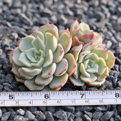 Echeveria Saracina cluster Korean Succulent Plant Changhee hybrid