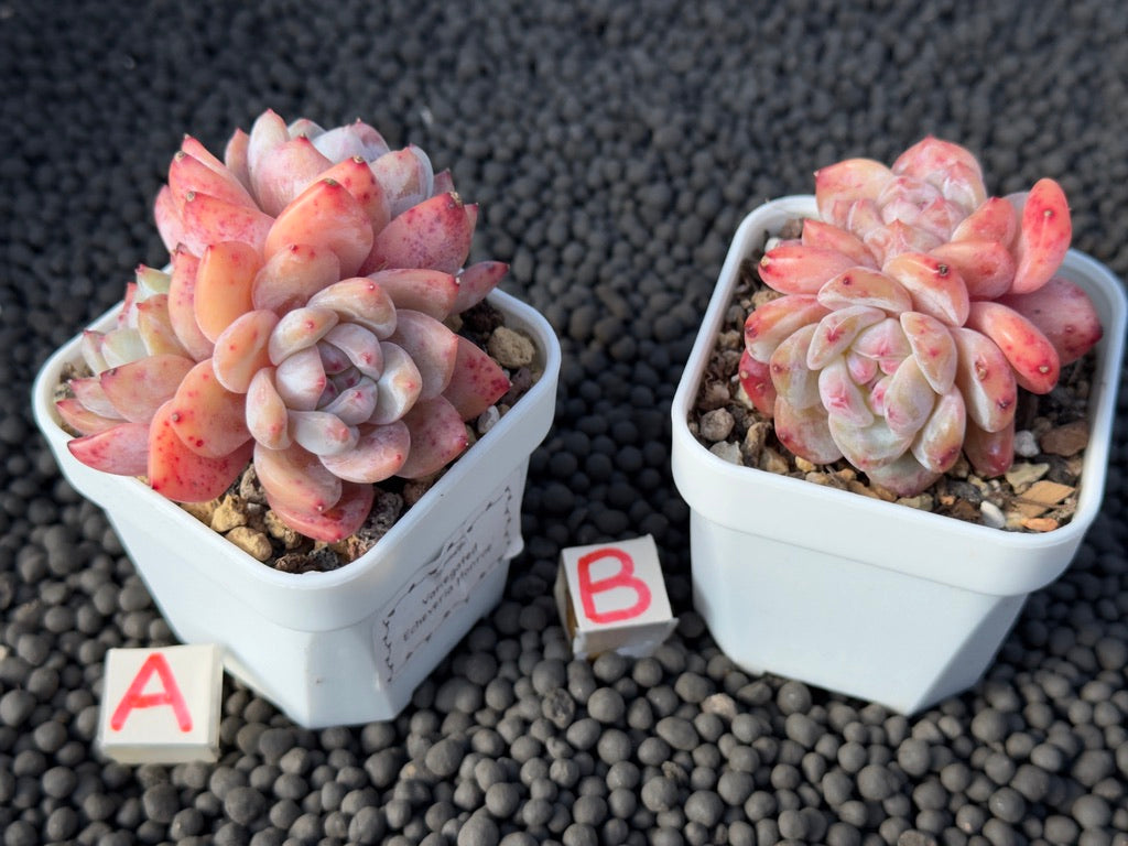 Echeveria Monroe cluster Imported Succulent Plant