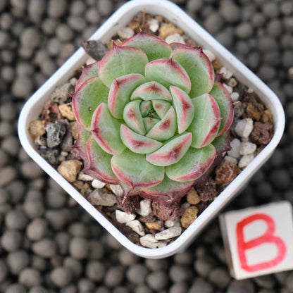Echeveria Devil Jelly Imported Succulent Plant