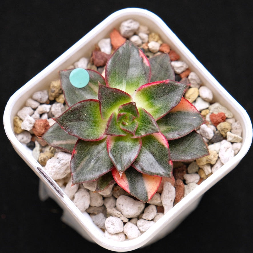 Variegated Echeveria Monocerotis Korean Succulent Plant