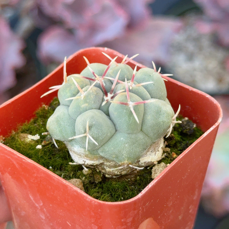 Thelocactus hexaedrophorus Succulent Plant