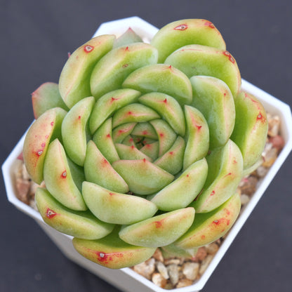 Echeveria agavoides hybrid Succulent Plant