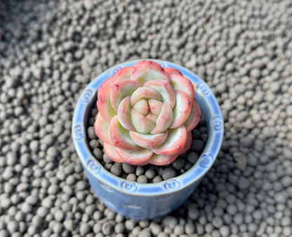 Echeveria Star Jenny Imported Succulent Plant