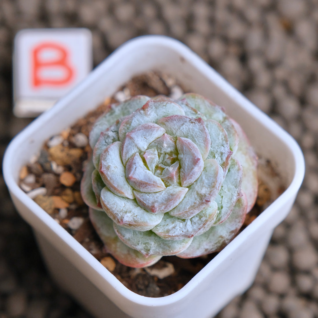 Echeveria Icy Snow (Monstrose) type B Imported Succulent Plant - B