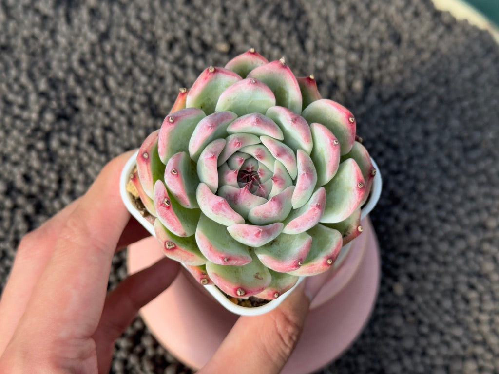 Echeveria colorata hybrid Imported Succulent Plant
