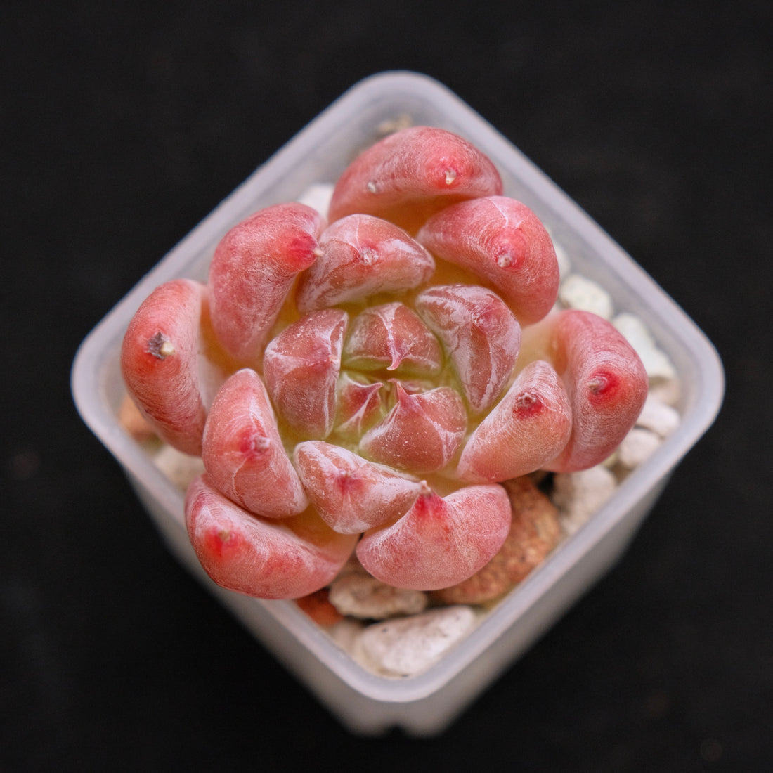 Echeveria Peña Korean Succulent Plant
