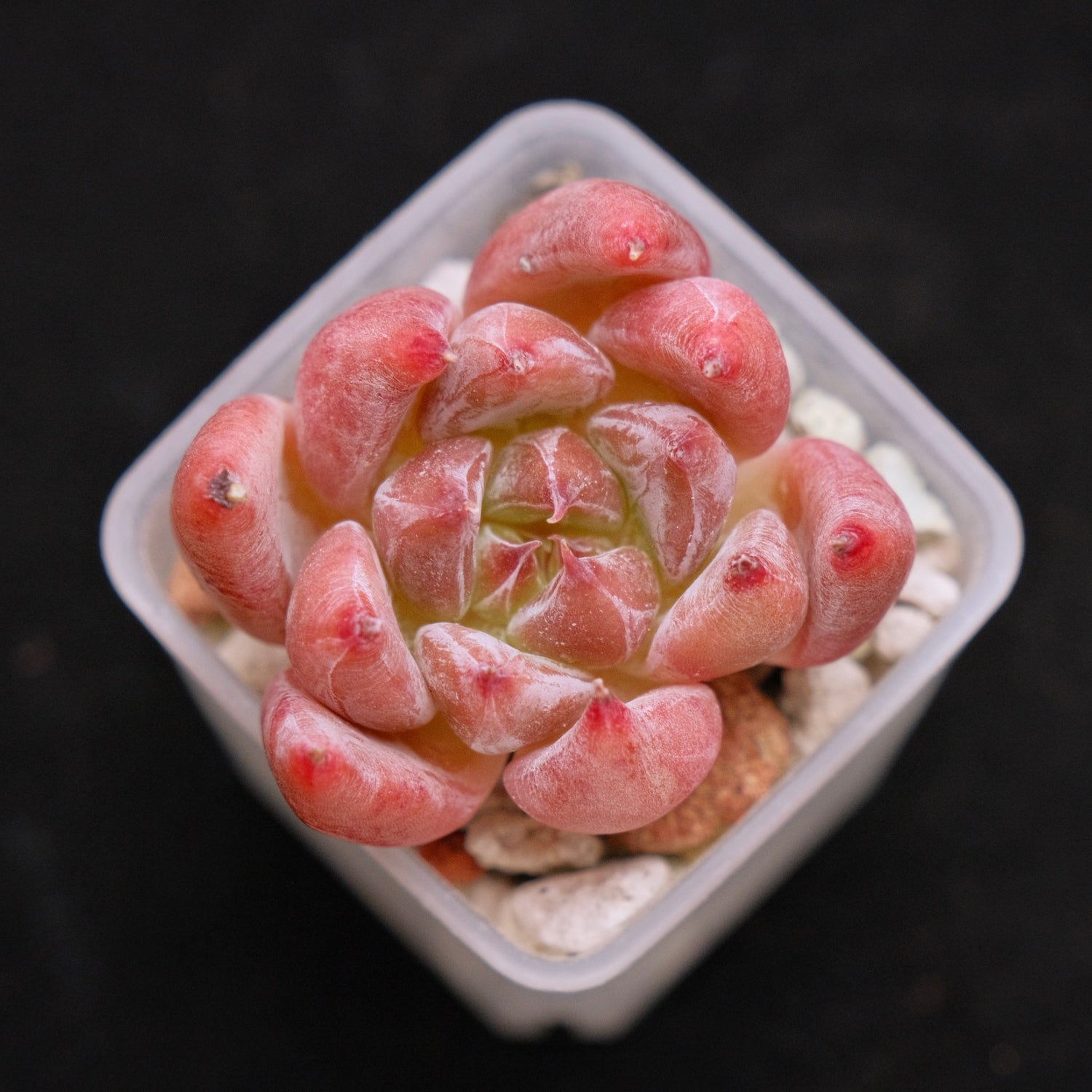 Echeveria Peña Korean Succulent Plant