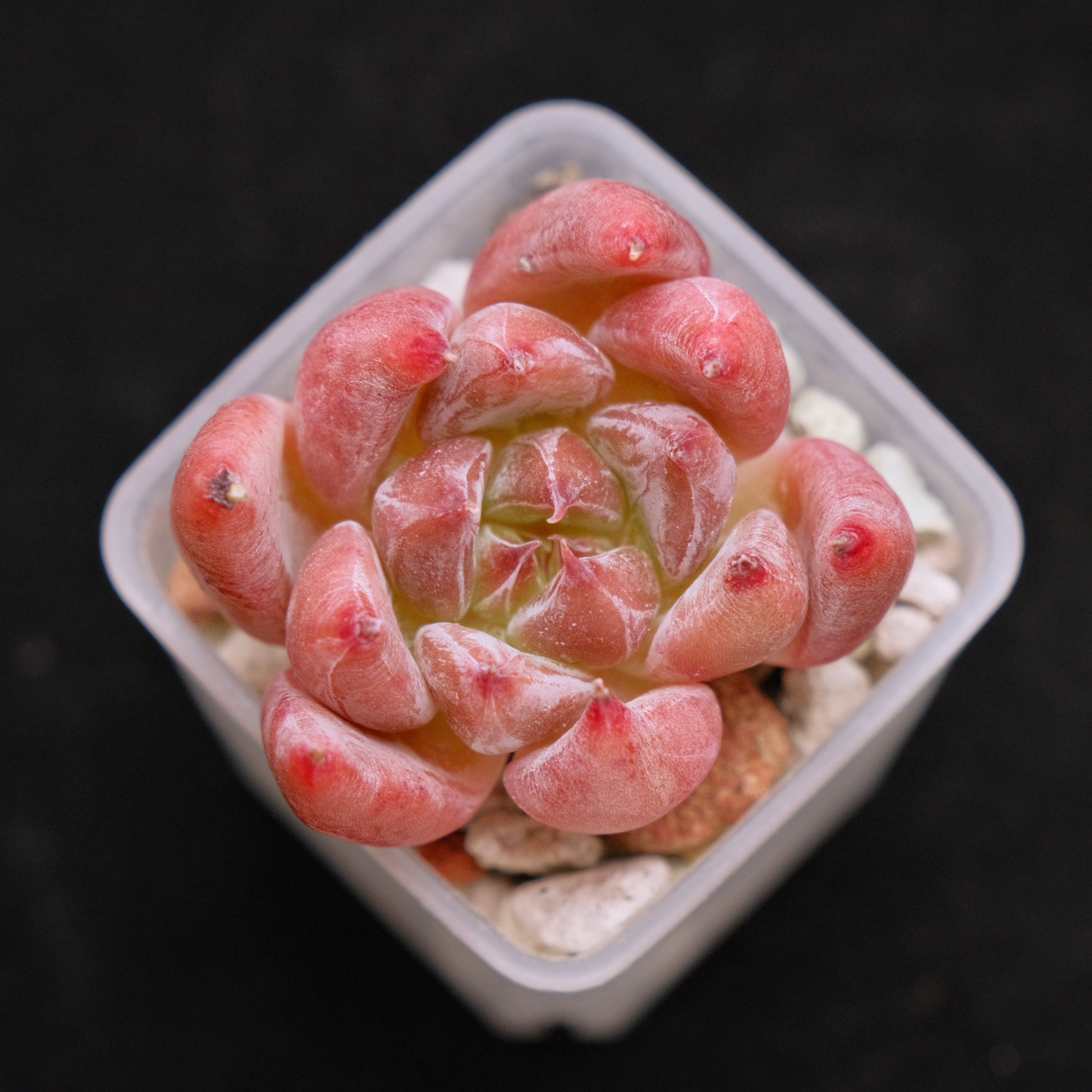 Echeveria Peña Korean Succulent Plant