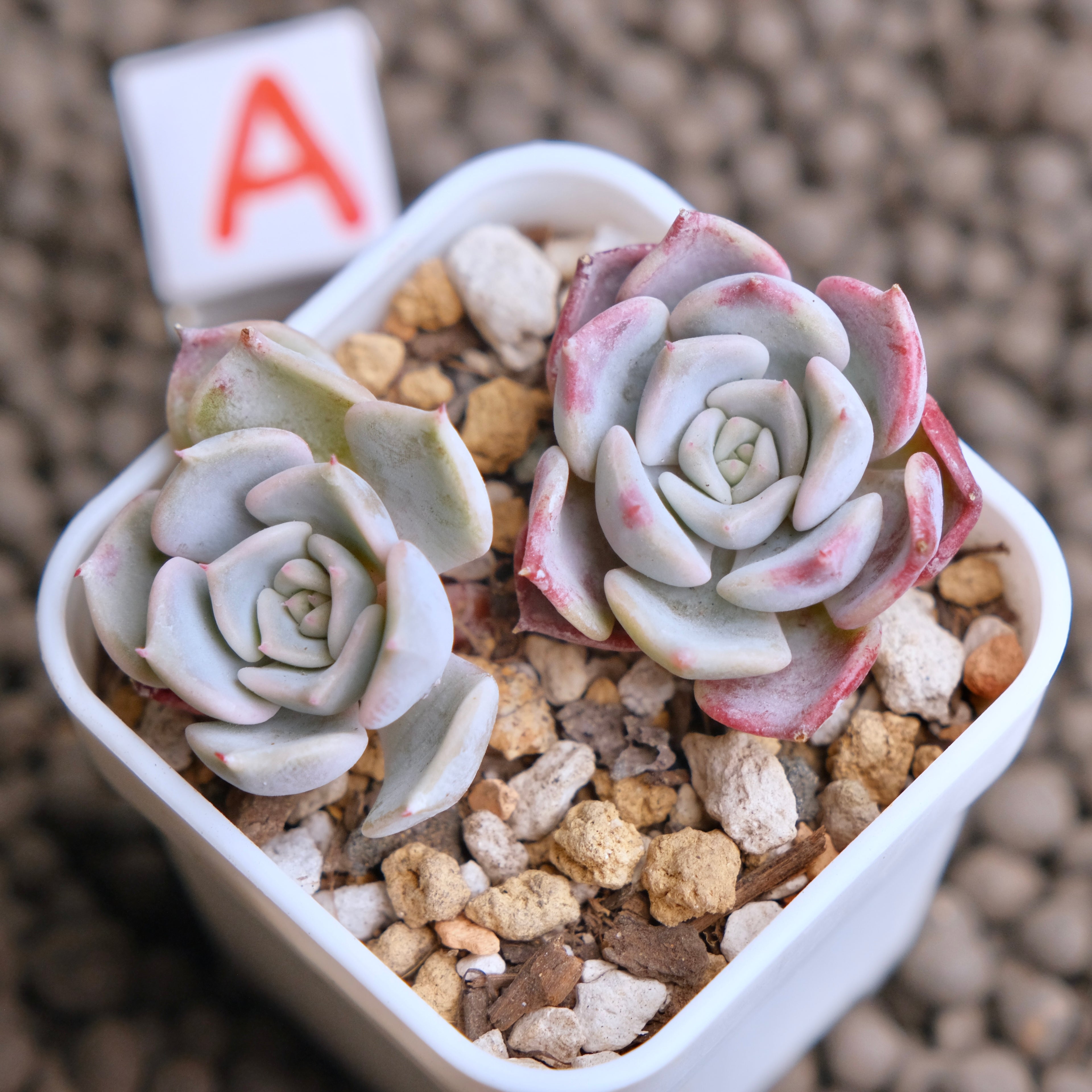 Echeveria Kiss me (Changhee hybrid) Korean Succulent Plant - A