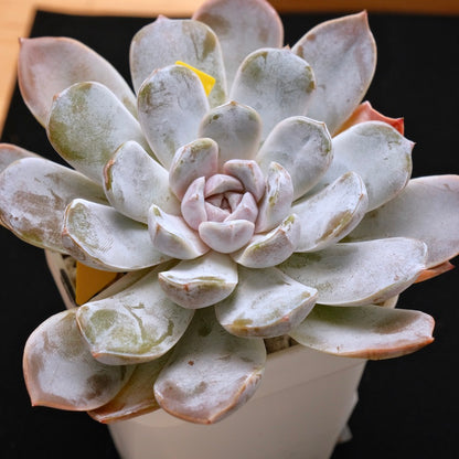 BIG Echeveria Polar Rose Korean Succulent Plant Hwaga Hybrid