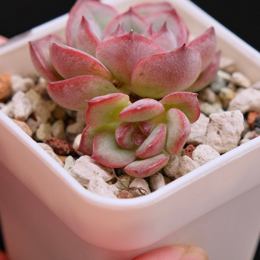 Echeveria Signature Korean Succulent Plant *New*