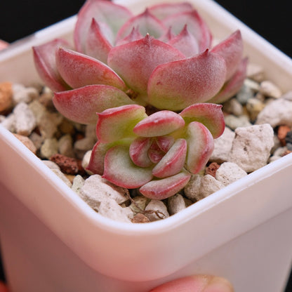 Echeveria Signature Korean Succulent Plant *New*