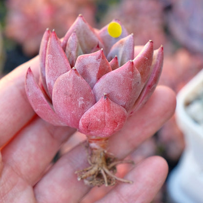 Echeveria Seosi Korean Succulent Plant Hwaga hybrid