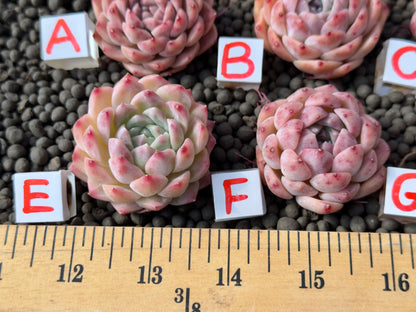 Echeveria Pink Lina Imported Succulent Plant