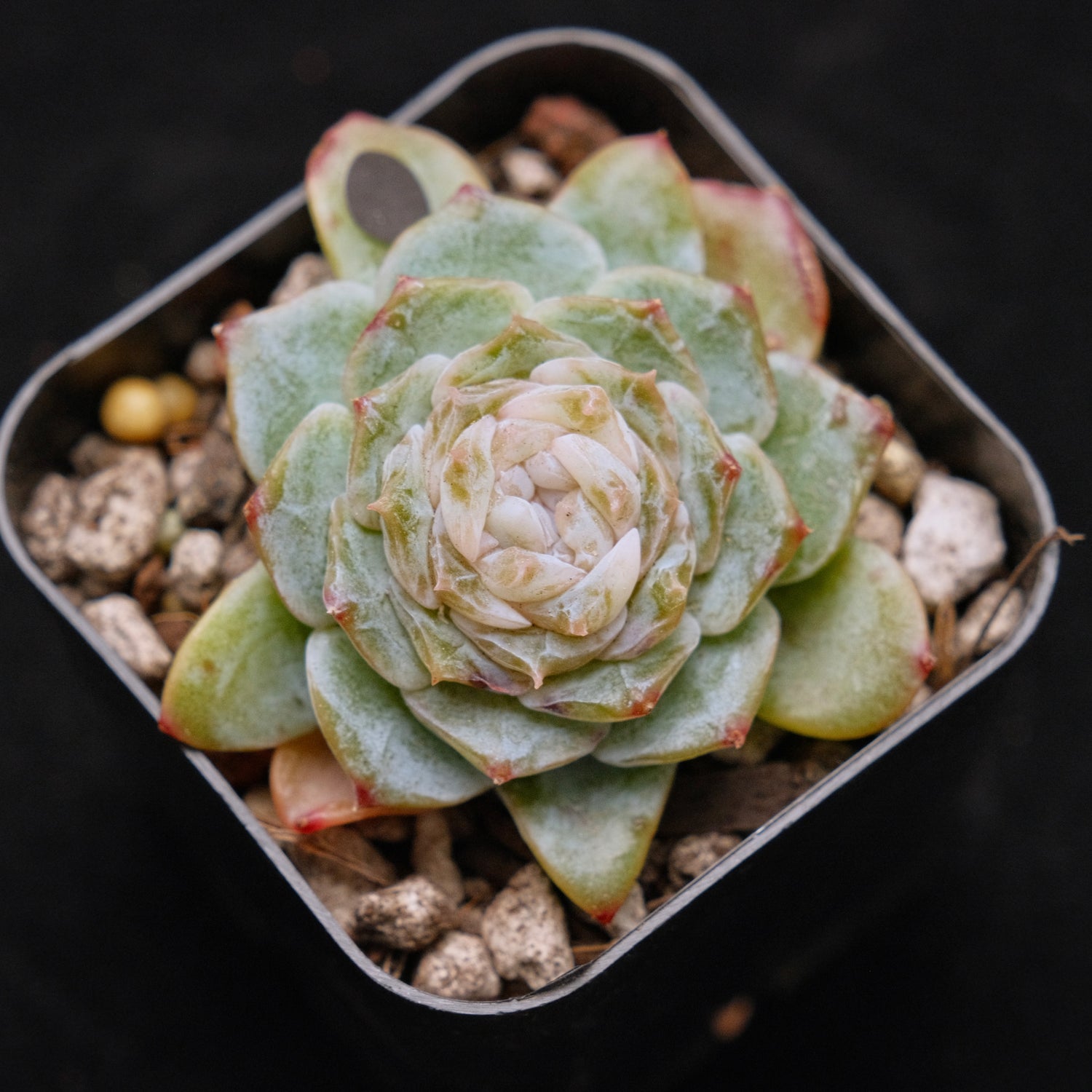 Echeveria Pink Jenny Korean Succulent Plant