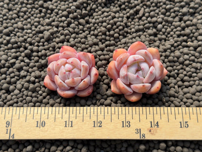 Echeveria Coral Peach Imported Succulent Plant