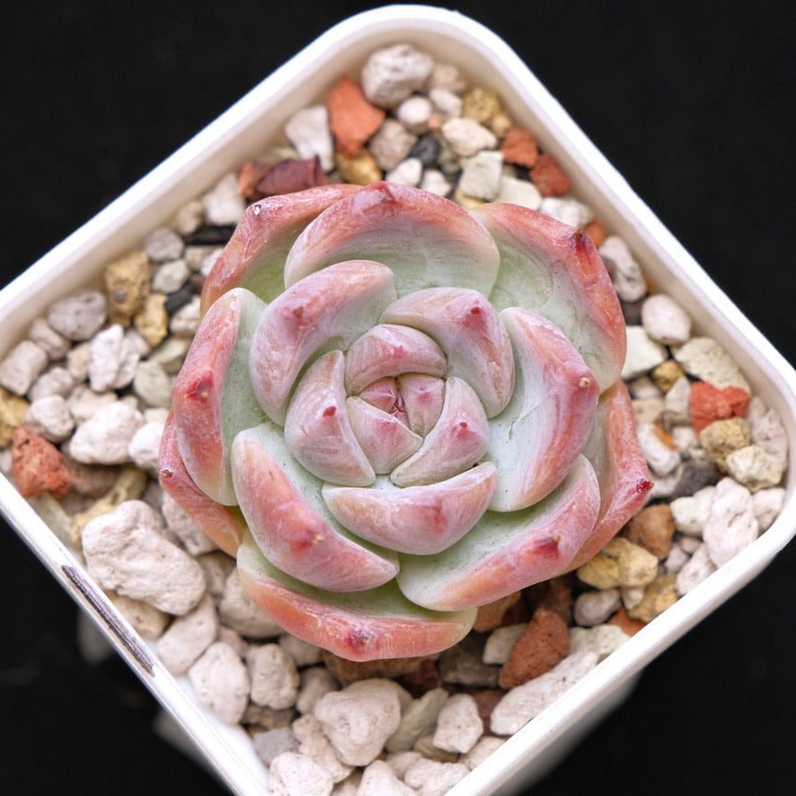Echeveria Colosseum Korean Succulent Plant