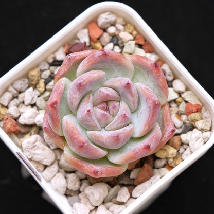 Echeveria Colosseum Korean Succulent Plant