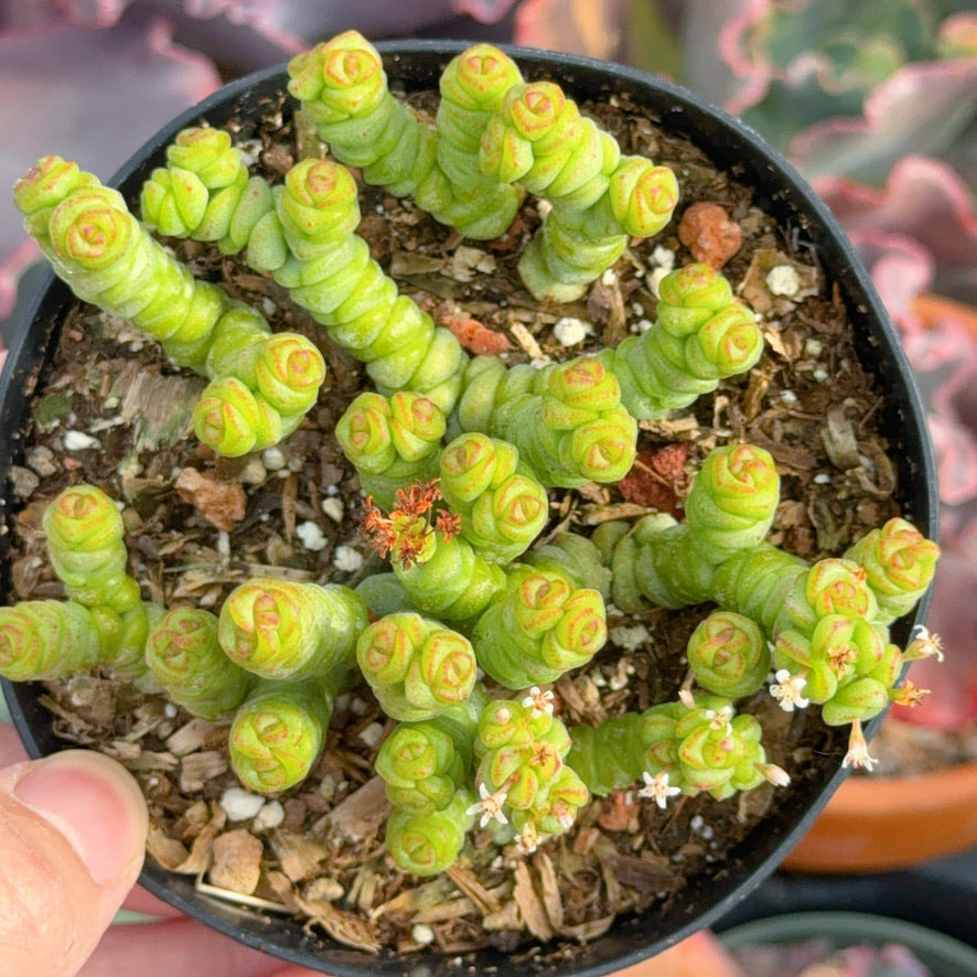 Crassula baby necklace Succulent Plant