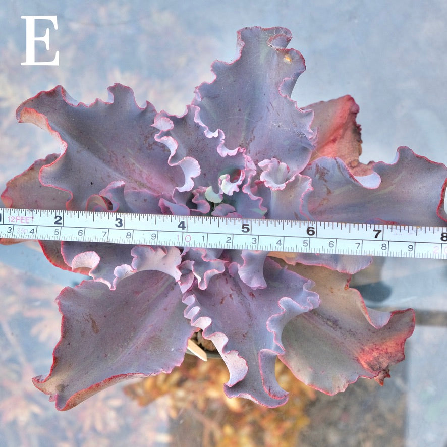 Variegated Echeveria Fury - Rare hybrid - E