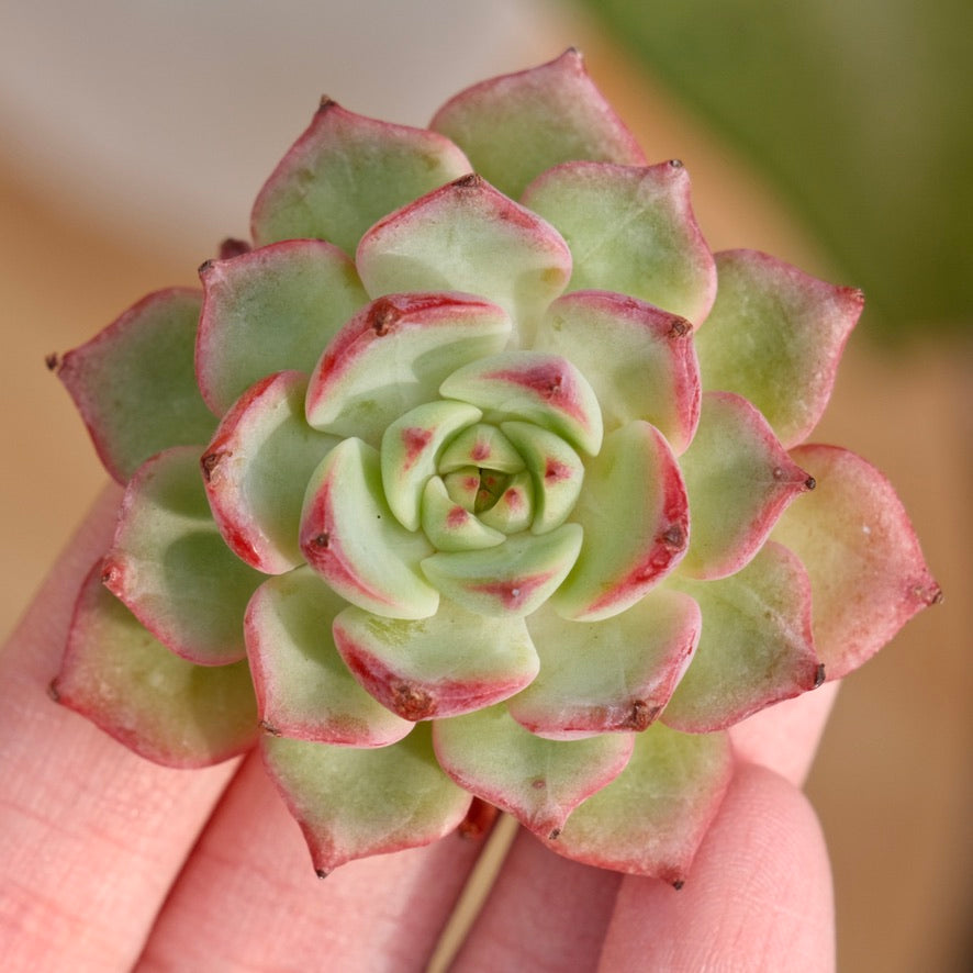 Echeveria Arpeggio Korean Succulent Plant Rare Hwaga hybrid