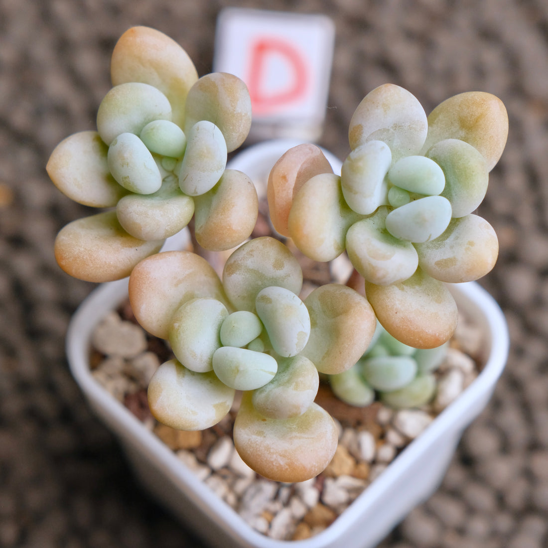 Graptosedum Jelly Finger Imported Succulent Plant - D