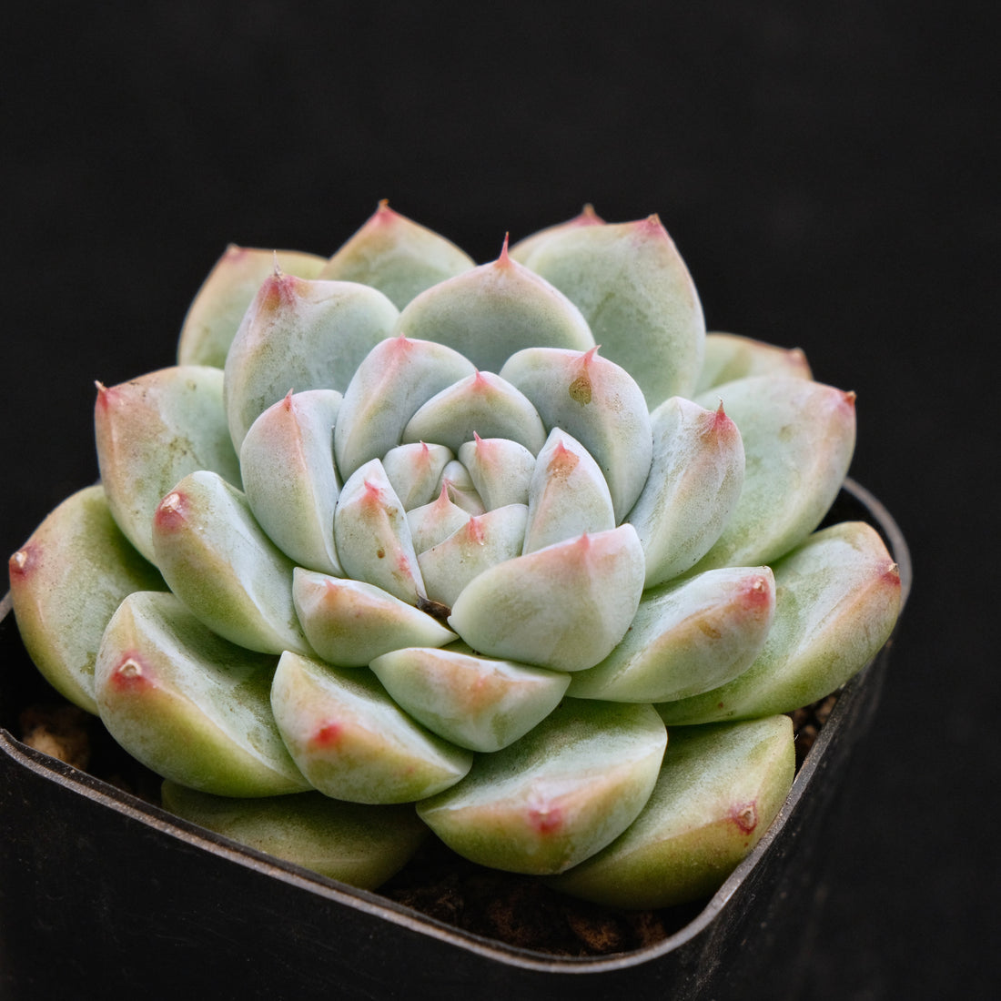 Echeveria Alba Beauty Korean Succulent Plant