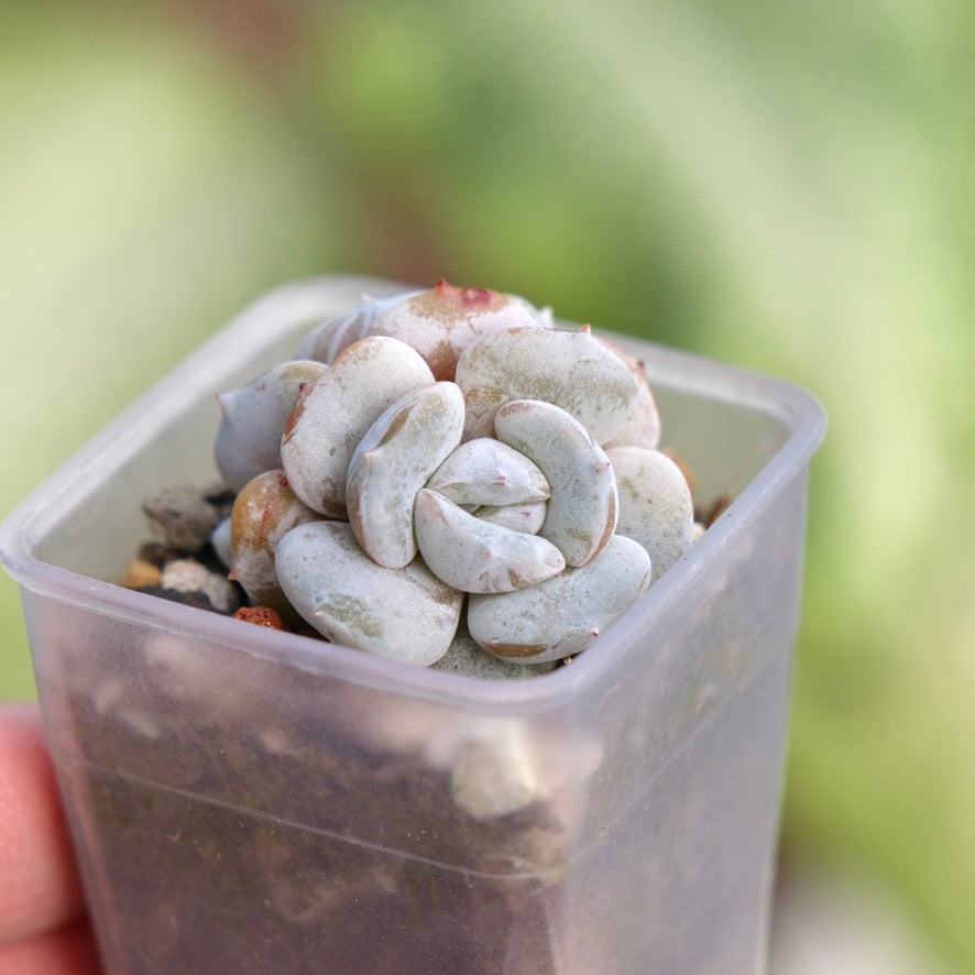 Echeveria Milk Purple Korean Succulent Plant Changhee hybrid