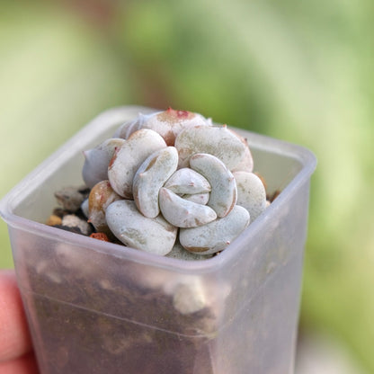 Echeveria Milk Purple Korean Succulent Plant Changhee hybrid