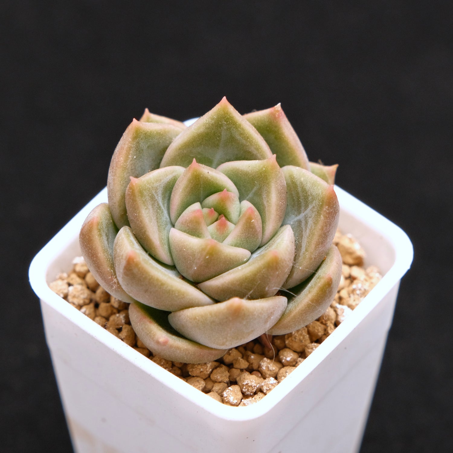 Echeveria hybrid baby Korean Succulent Plant