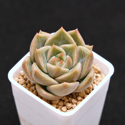 Echeveria hybrid baby Korean Succulent Plant