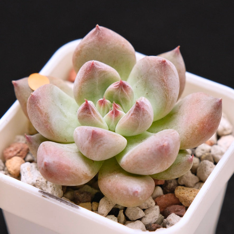 Chubby Echeveria Shakino hybrid Korean Succulent Plant