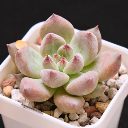 Chubby Echeveria Shakino hybrid Korean Succulent Plant