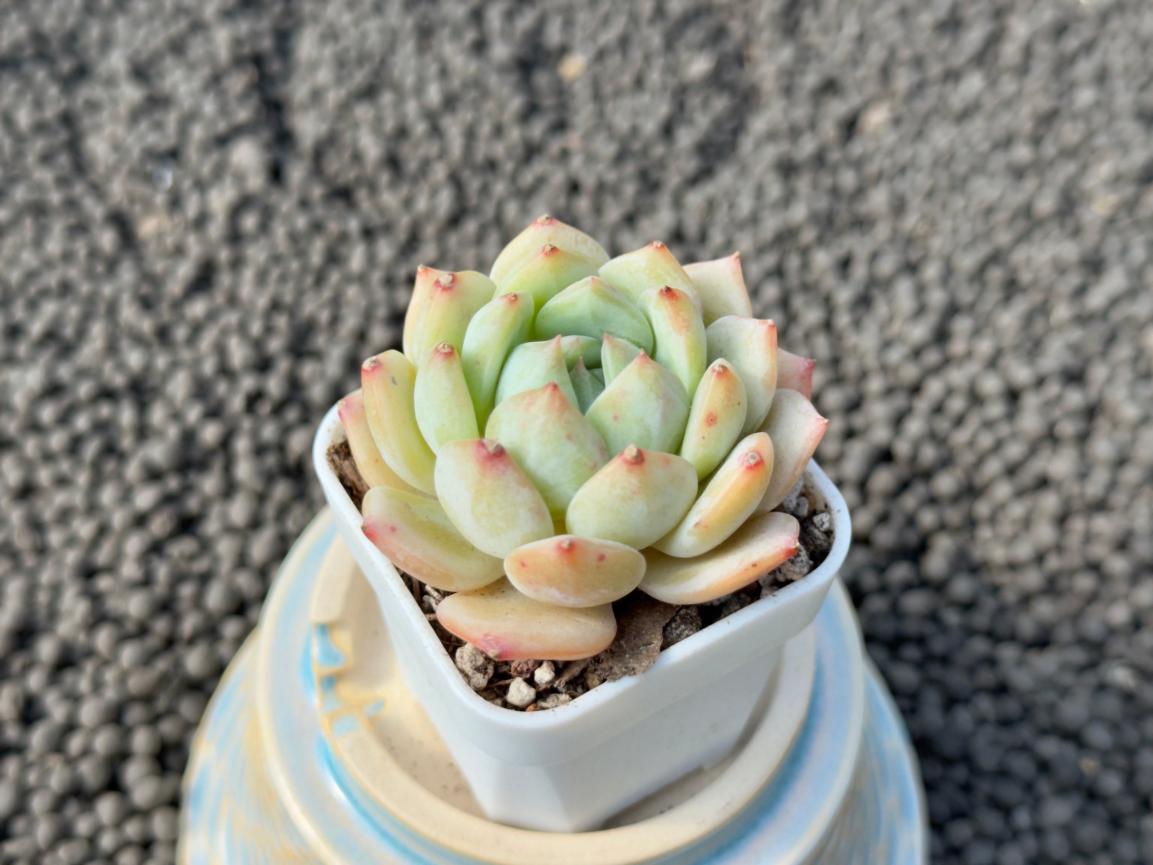 Echeveria Lemon Jelly Imported Succulent Plant