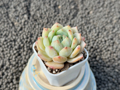 Echeveria Lemon Jelly Imported Succulent Plant