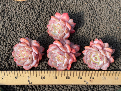 Double Echeveria Monroe Imported Succulent Plant