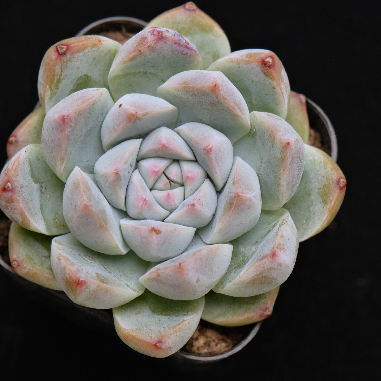 Echeveria Alba Beauty Korean Succulent Plant
