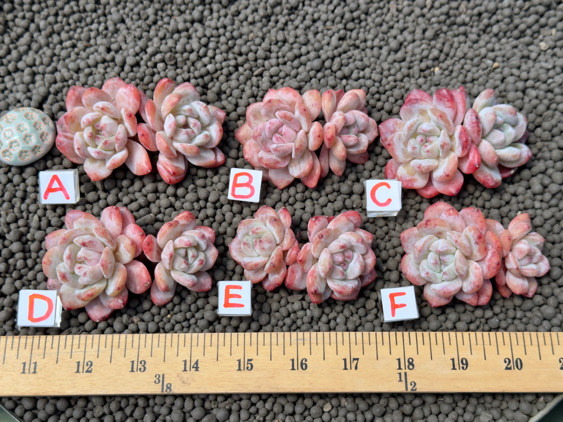 Double Echeveria Monroe Imported Succulent Plant