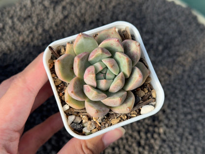 Echeveria Misery Korean Succulent Plant Mam &amp; Sister Hybrid